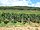 Le vignoble de Chambertin en Bourgogne.