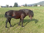 Cheval du Vercors de Barraquand chez un éleveur à Autrans en Isère.