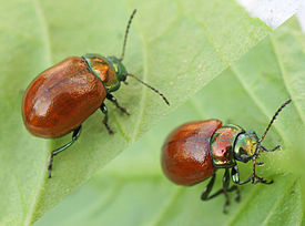 Листоед гладкий (Chrysolina polita)