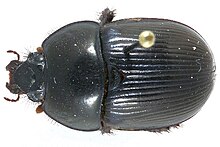 A pinned black beetle specimen on white background