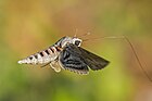 The Convolvulus hawk moth Agrius convolvuli, an effective pollinator of Pancratium