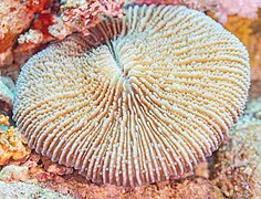 Coral plato (Danafungia scruposa), mar Rojo, Egipto, 2023-04-15, DD 49