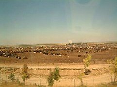 For most travelers, the feedlot is the most recognizable view (and smell) of Harris Ranch from Interstate 5.