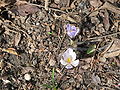 Crocus vernus subsp. albiflorus