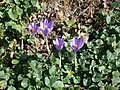 Crocus nudiflorus clump