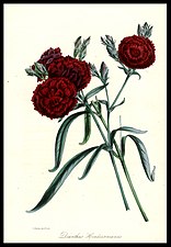 Dianthus × hendersonianus