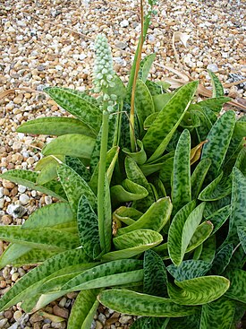 Ледебурия желтая (Ledebouria luteola)