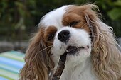 Cavalier chewing on a wooden stick