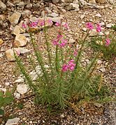 Epilobium dodonaei.