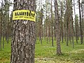Border zone marked on a tree on the Finland–Russia border: no entry.