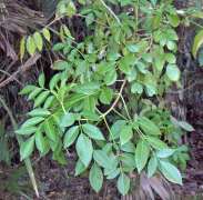 Carya floridana (hicória).