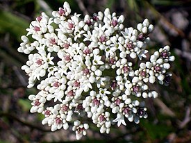 Цветущий C. longifolium