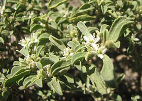 Galenia pubescens