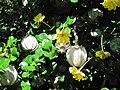 Gardenia volkensii flowers, foliage, fruit