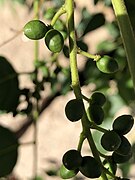 Fruit