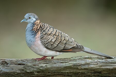Bar-shouldered dove, by JJ Harrison