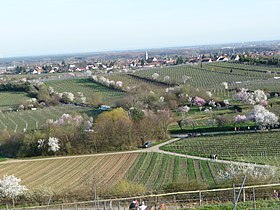 Blühende Mandelbäume in der Ebene