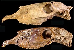 Description de l'image Haringtonhippus skulls.jpg.