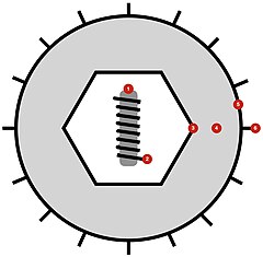 Description de l'image Herpesvirales virion diagram.jpg.