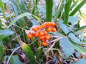 Capsules et graines d'Iris foetidissima