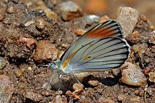 Male C. a. exole Semliki Wildlife Reserve, Uganda