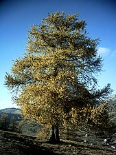 Larix decidua