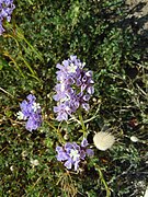 Limonium sinuatum