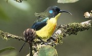 sunbird with dark upperparts, yellowish underparts, metallic blue ear patch, and orange stripe down belly