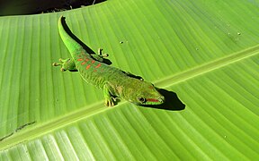 Madagascar Day Gecko at Peyrieras Reptile Reserve