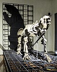 Artikel: Megatherium americanum