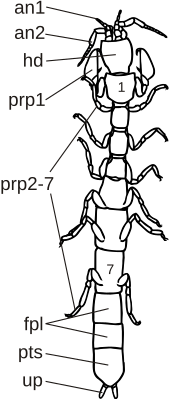 Схема строения Microcerberidae:1..7 — переониты; an1 — антеннулы; an2 — антенны; fpl — свободные плеониты; hd — голова; prp1 — первая пара переоподов (гнатоподы); prp2-7 — остальные переоподы; pts — плеотельсон; up — уроподы