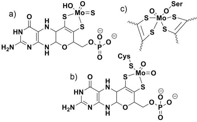 Exemples de cofacteurs à molybdène de (a) la xanthine oxydase, (b) la sulfite oxydase et (c) la DMSO réductase. La DMSO réductase contient également deux ligands molybdoptérine liés au molybdène qui ne sont pas représentés sur la figure pour plus de clarté.