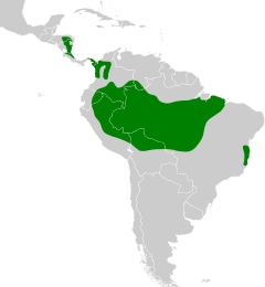 Distribuição do chora-chuva-de-cara-branca na América Central e América do Sul