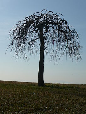 Broussonetia papyrifera. Общий вид дерева