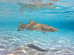 Un requin-citron faucille (Negaprion acutidens)