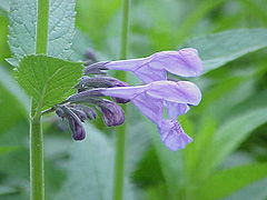 Nepeta.