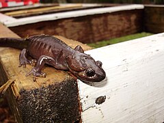 Description de l'image Northwestern salamander.jpg.