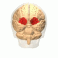 Orbital gyrus shown in red.