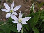 Platta ståndarsträngar hos Morgonstjärna (Ornithogalum umbellatum).