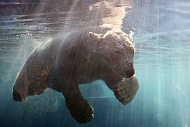 Un des ours polaires du parc, en vision subaquatique.