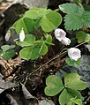 Oxalis acetosella