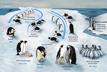 Emperor penguin lifecycle, by Zina Deretsky