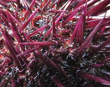 Close-up on the spines, showing a lighter circle at the root