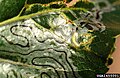 Caterpillar of common aspen leafminer (Phyllocnistis populiella)