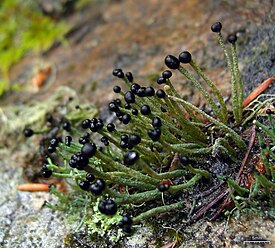 Филофорус игольчатый ( Pilophorus acicularis)