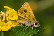 Adult male, ventral view of wings.