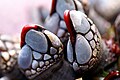 Several large goose barnacles, covered in large white scale-like plates.