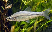 Pseudorasbora parva (Topmouth gudgeon)