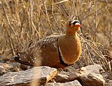 Double-banded sandgrouse