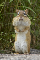 Eastern chipmunk with full cheek pouches, in Kennebunk, ME.